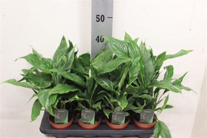 <h4>Spathiphyllum Diamond</h4>