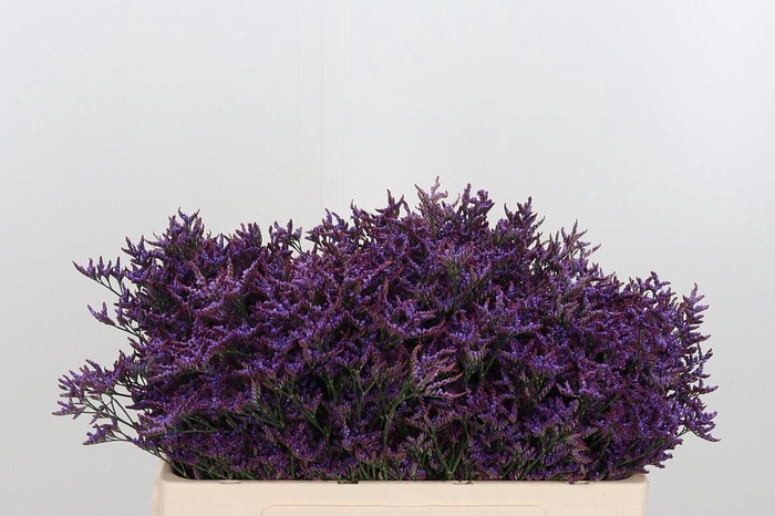 <h4>Lim Safora Dark Blue</h4>