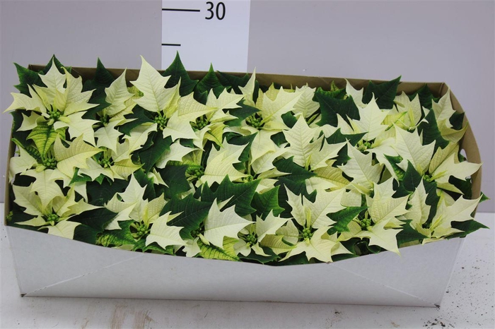 <h4>Euphorbia P Mini Alaska Wit</h4>