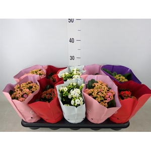 Kalanchoe blos.   ..rosebud rs fl 5