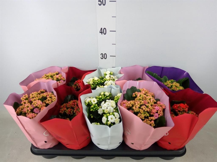 <h4>Kalanchoe blos.   ..rosebud rs fl 5</h4>