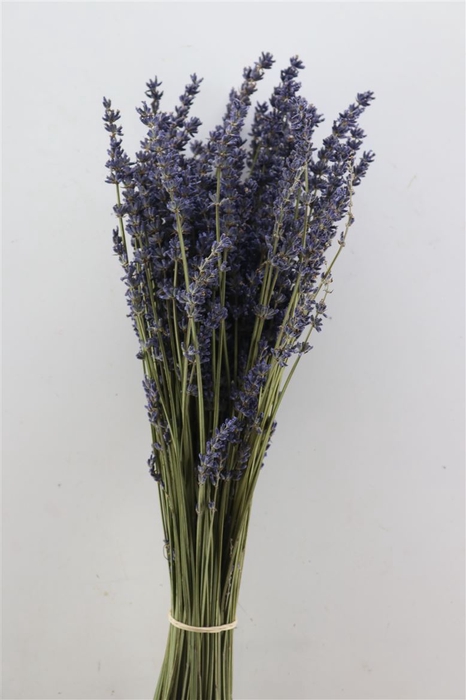 <h4>Dried Lavendel Super Blue 100gram Bunch</h4>