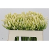 Agapanthus Gletsjer