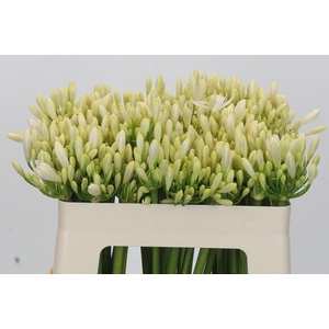 Agapanthus Gletsjer