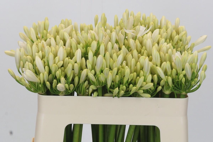<h4>Agapanthus Gletsjer</h4>