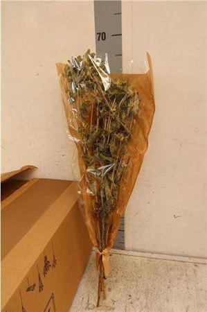 <h4>Carthamus Dried</h4>