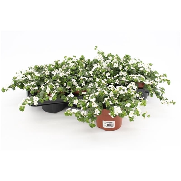 <h4>Bacopa Sutera White Showers</h4>