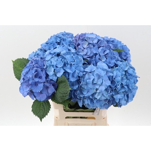 Hydr M My Delftblue