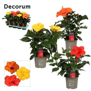 Decorum Hibiscus mixtray 13 cm 3 soorten