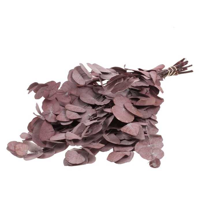 <h4>Eucalyptus Espiral Preserved Red</h4>