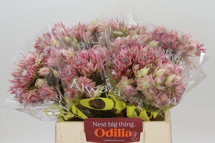 <h4>Blushing Bride Pink 2/5 Flowers</h4>