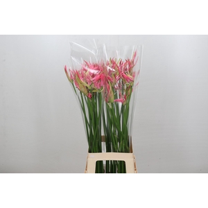 Nerine Flugel