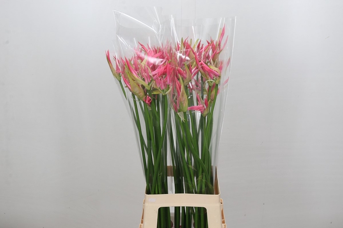 <h4>Nerine Flugel</h4>