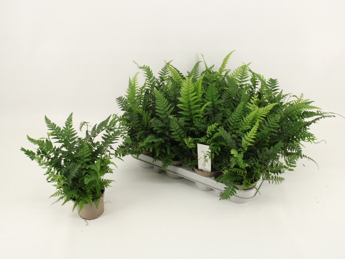 <h4>ATHYRIUM OV</h4>