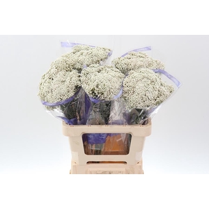 Ozothamnus White 60cm