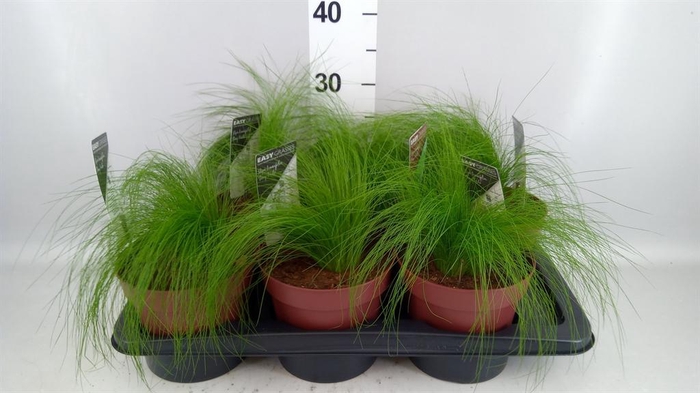 <h4>Stipa tenuifolia</h4>