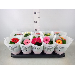 Gerbera   ...mix
