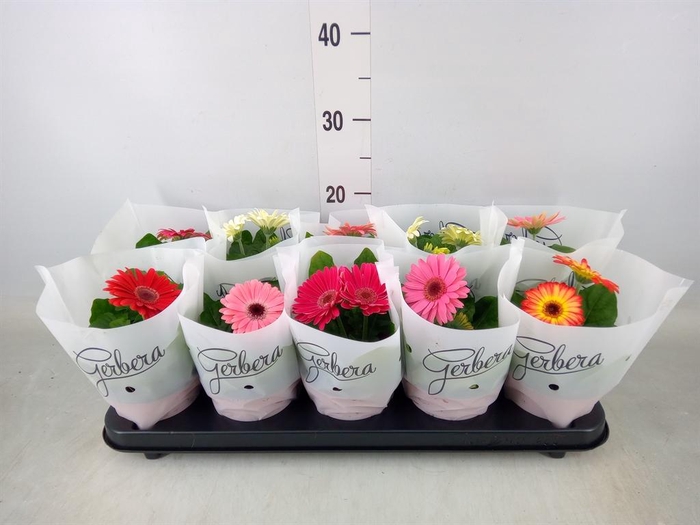 <h4>Gerbera   ...mix</h4>