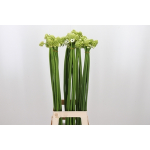 Ornithogalum Saundersiae