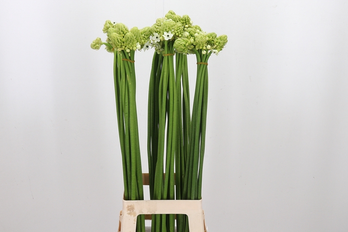 <h4>Ornithogalum Saundersiae</h4>