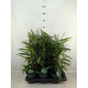 Ficus binn. 'Amstel King'