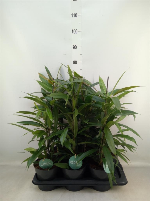 <h4>Ficus binn. 'Amstel King'</h4>