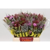 Cape green bq wild flower