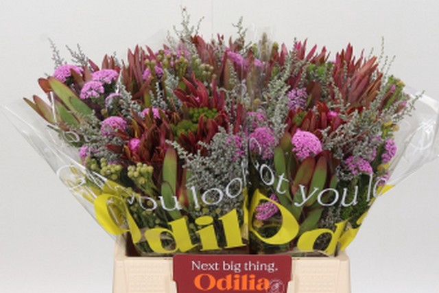 Cape green bq wild flower