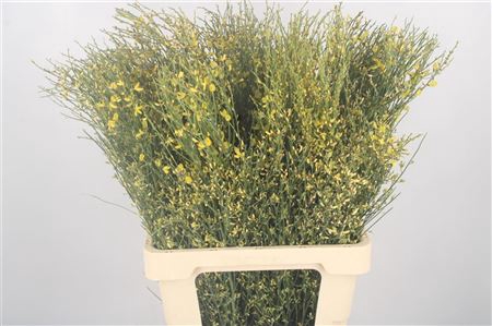 <h4>Ginster Yellow Per Bunch</h4>