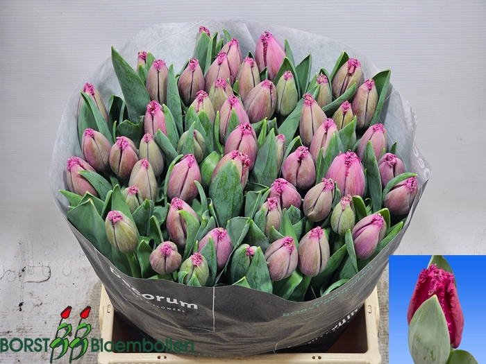 <h4>TU FR GHOST TOWN</h4>