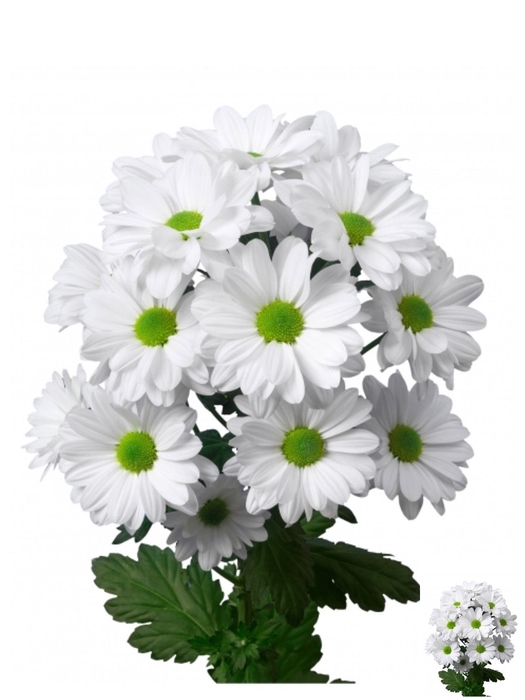 <h4>CHR T KENNEDY</h4>