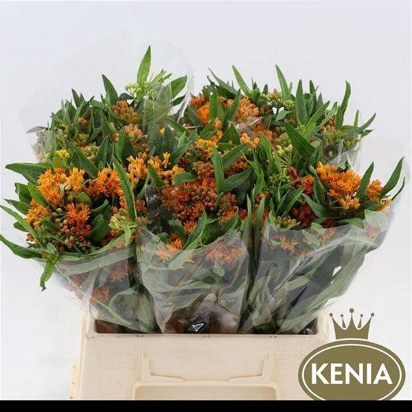 <h4>ASCL TUBEROSA</h4>