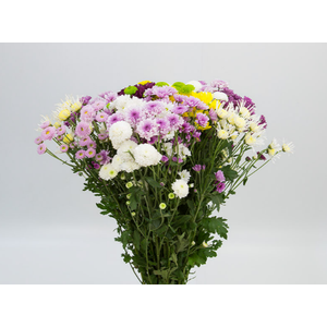 CRISANTEMO SANTINI MISTO 080 CM