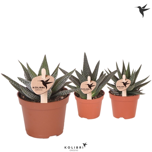 <h4>Kolibri Greens Succulenten Haworthia mix</h4>