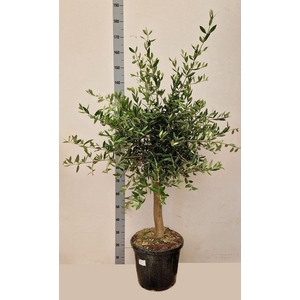 .Olea europaea