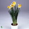 Narcissus Topolino 9cm