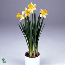 Narcissus Topolino 9cm
