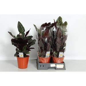 CALAT SANDERIANA