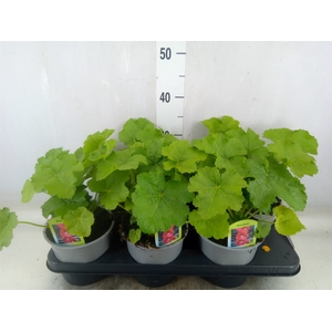 Alcea rosea 'SpringCel Rose'