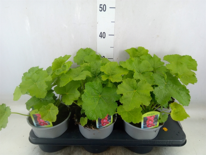<h4>Alcea rosea 'SpringCel Rose'</h4>
