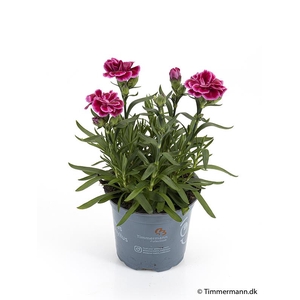DIANTHUS CARYOPHYLLUS p 11