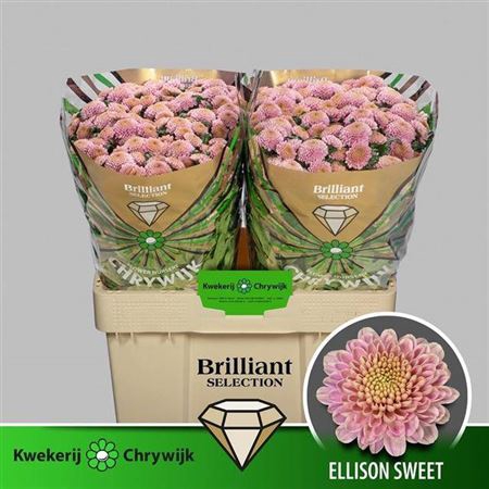 <h4>Chr S Ellison Sweet</h4>