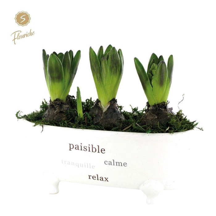 <h4>(3904) Hyacint Bathtub 3PP Mos</h4>