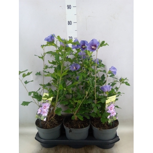Hibiscus syriacus 'Oiseau Bleu'