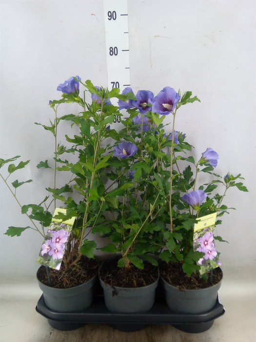 <h4>Hibiscus syriacus 'Oiseau Bleu'</h4>