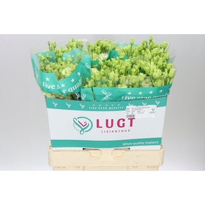 Eust Du Alissa Green