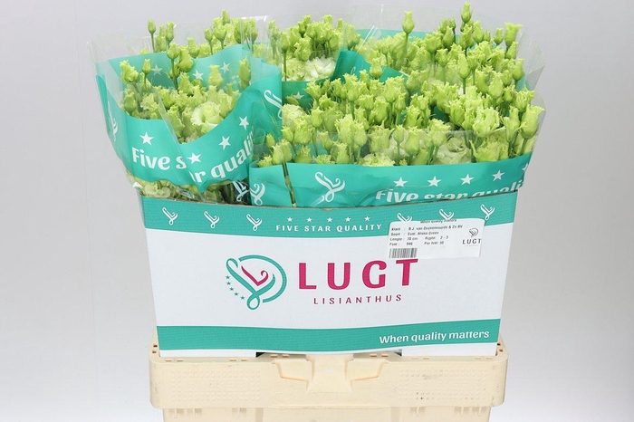 <h4>Eust Du Alissa Green</h4>