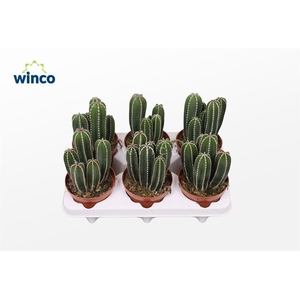 Marginatocereus Marginatus