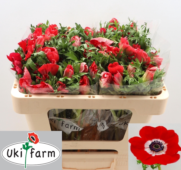 <h4>ANEM CO GALIL ROOD</h4>