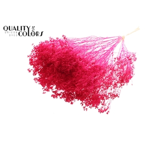 Broom Bloom p/bunch in poly Bleached Cerise